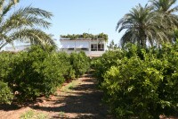 Orange Farm With House