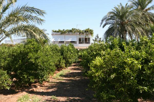 Finca De Naranjos Con Casa